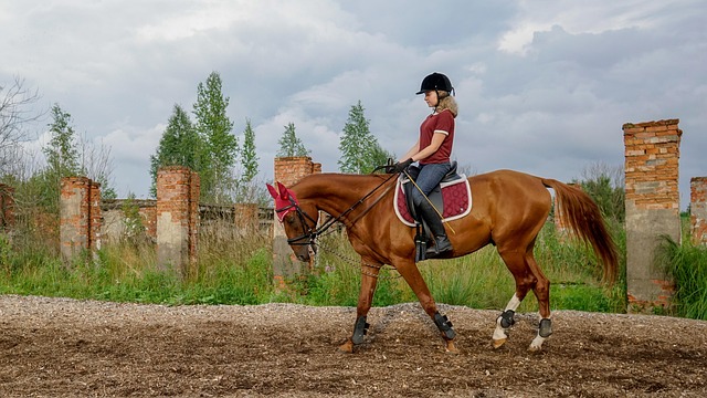 Det perfekte sadelfit: Sådan finder du den ideelle sadle til din hest