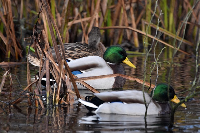 Faldgruber og fiduser: Undgå de typiske fejl i krydsord